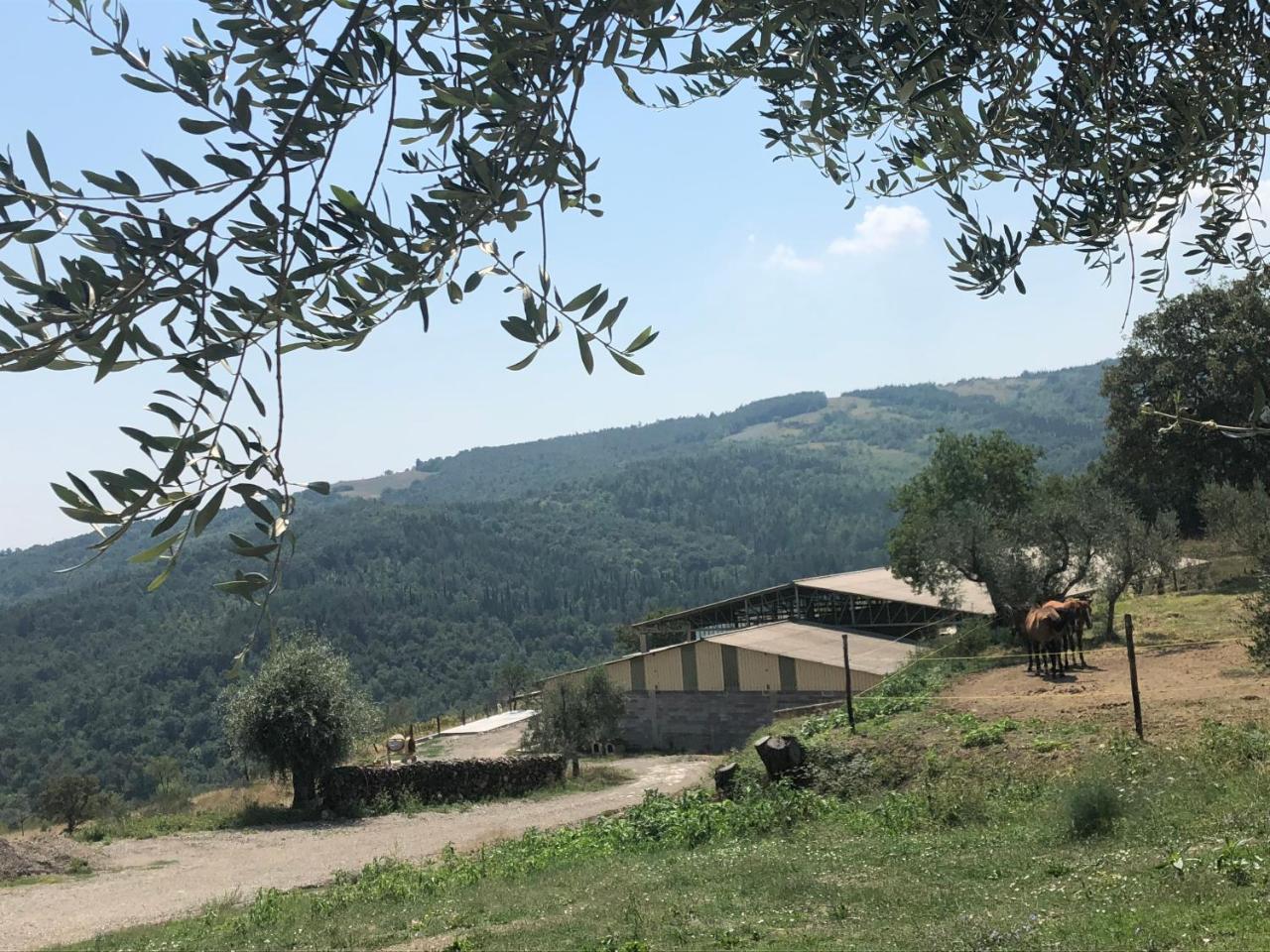 Az.Agr. Il Cavalleggero Campiglia dʼOrcia Exteriér fotografie